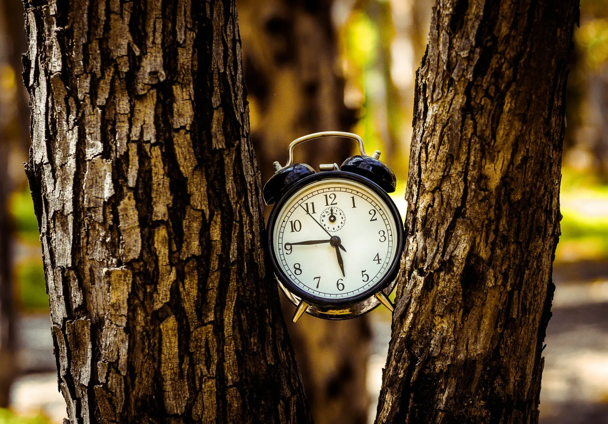 Black alarm clock sitting between two tree trunks